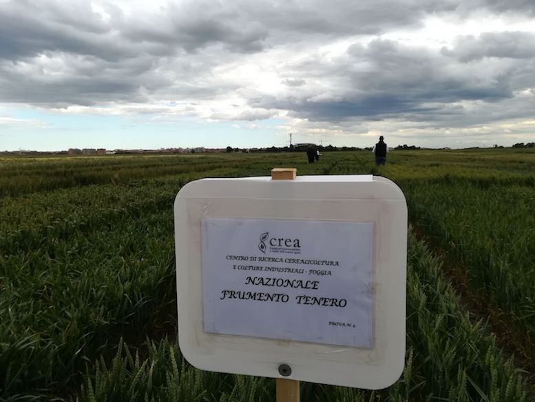 Durum Days col Crea (Consiglio per la ricerca in agricoltura e l’analisi dell’economia agraria)