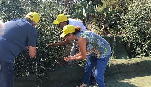 Roma, 27 ago. (askanews) - Una speranza per il futuro arriva dal primo olio ottenuto dalle olive raccolte dagli ulivi immunizzati dalla Xylella che ha devastato 21 milioni di piante deturpando il patrimonio paesaggistico e mettendo in ginocchio il settore olivicolo del Salento. Eí quanto afferma la Coldiretti in una nota in occasione della spremitura delle prime olive ottenute grazie allíinnesto di piante malate con variet‡ resistenti di Leccino che dopo tre anni sono tornate a produrre in Salento a Gagliano del Capo, dove grazie al clima cíË stata una molitura anticipata.

ìUn segnale di rinascita per la provincia di Lecce che grazie alle variet‡ resistenti alla Xylella e agli innesti dovr‡ recuperare un patrimonio inestimabile, andato perso per colpa di ritardi, scaricabarile e della mancata volont‡ di affrontare con determinazione la lotta al batterio che ha gi‡ causato un danno stimato per difetto di 1,2 miliardi di euroî ha spiegato Savino Muraglia, presidente di Coldiretti Puglia. La prima spremitura di olive ha aperto idealmente la raccolta di olive in Puglia, dove si produce oltre la met‡ dellí olio Made in Italy, con la produzione regionale di extravergine stimata nel 2019 in aumento del 70-80% - spiega Coldiretti - dopo il drastico crollo registrato líanno scorso a causa delle calamit‡, con una ripresa straordinaria delle aree di Bari, BAT e Foggia con quantit‡ tornate nella media e qualit‡ eccellente, ottime performance di Taranto e Brindisi al netto degli ulivi improduttivi per la Xylella, con un aumento produttivo che oscilla a macchia di leopardo tra il 40 ed il 60%. Incontrovertibile lo scenario produttivo a Lecce, dove si stima un calo del 90-95% rispetto alle medie storiche, perchÈ sia nellíarea Ionica che nellíAdriatica la produzione di cellina e ogliarola Ë azzerata e ñ riferisce Coldiretti  - risultano produttive solo le piante di leccino.

ìIl consorzio olivicolo Unaprol consegner‡ ad ottobre 100mila piante di ulivo leccino resistenti alla Xylella che verranno affidate ai nostri olivicoltori, un impegno per non condannare alla desertificazione líarea infetta che riguarda 183mila ettariî ha annunciato il presidente dellíUnaprol David Granieri.

A causa della Xylella fastidiosa sono andate perse quasi 3 olive su 4 in provincia di Lecce con il crollo del 73% della produzione di olio di oliva nell' ultimo anno, secondo uníanalisi elaborata da Coldiretti Puglia sulla base dei dati del Sistema Informativo Agricolo Nazionale (SIAN) che non sar‡ certamente recuperata nellíannata 2019 ñ 2020.

Líavanzata della malattia ha lasciato milioni di ulivi secchi dietro di sÈ, molti dei quali monumentali, mano mano che la Xylella avanzava sul territorio spostandosi verso nord a una velocit‡ di pi˘ 2 chilometri al mese con conseguenze economiche, produttive e sociali:  5mila posti di lavoro persi nella filiera dellíolio extravergine di oliva con i frantoi svenduti a pezzi in Grecia, Marocco e Tunisia. Un trend che rischia di diventare irreversibile se ñ continua la Coldiretti - non si interviene con strumenti adeguati per rilanciare la pi˘ grande fabbrica green italiana con la Puglia che ha garantito fino ad ora quasi la met‡ dellíolio Made in Italy.

Serve chiarezza e semplificazione dellíiter dei reimpianti e una strategia condivisa tra governo e unione europea per far fronte alla strage che dallíautunno 2013, data in cui Ë stata accertata su un appezzamento di olivo a Gallipoli, si Ë estesa ñ conclude Coldiretti ñ  senza che venisse applicata una strategia efficace per fermare il contagio che, dopo aver fatto seccare gli ulivi in provincia di Lecce, ha intaccato il patrimonio olivicolo di Brindisi e Taranto, con effetti disastrosi sullíambiente, sullíambiente, líeconomia e sullíoccupazione.