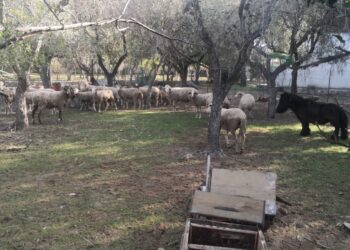 Animali incustoditi a Vieste
