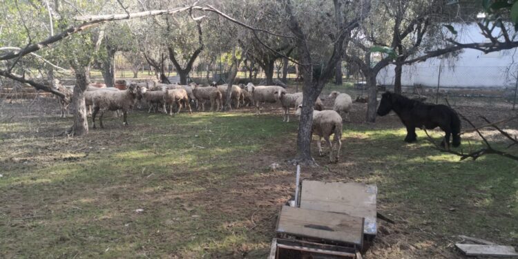 Animali incustoditi a Vieste