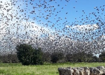 storni uccelli olive