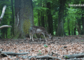 Foresta Umbra