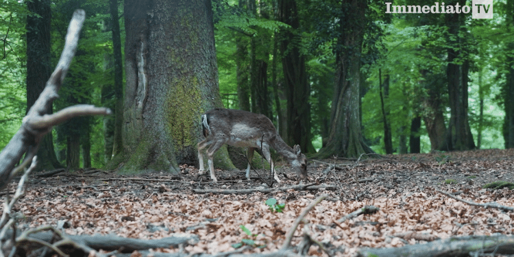 Foresta Umbra