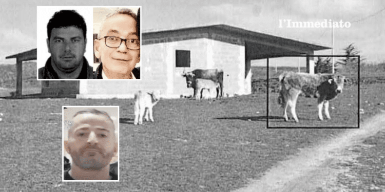 Immagine di mucche tratta dall'ordinanza "Omnia Nostra"; nei riquadri in alto, Scirpoli e Lombardi; sotto, Raduano