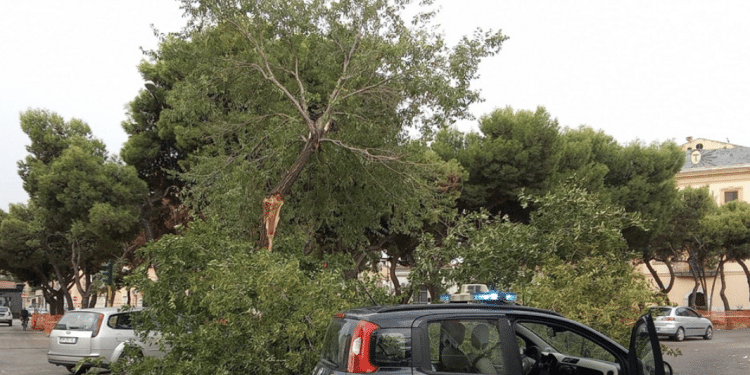 Il ramo crollato a piazza Sant'Eligio a Foggia
