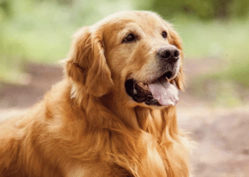 Un Golden Retriever (Foto da centrodogtrainer.it)