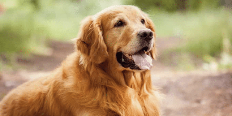 Un Golden Retriever (Foto da centrodogtrainer.it)
