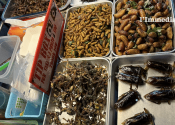 Gli insetti in vendita in un noto mercatino della Thailandia