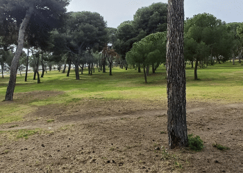 Pineta di Siponto