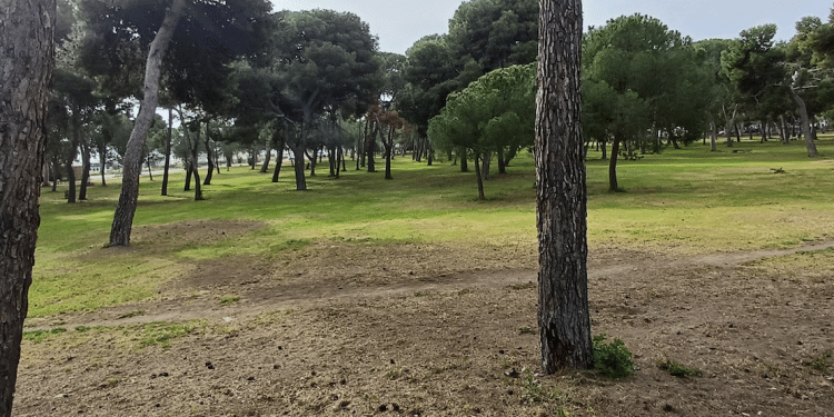 Pineta di Siponto