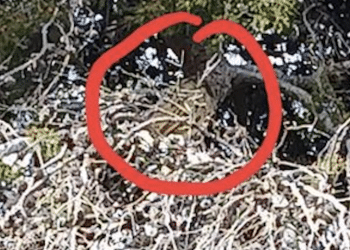 La foto postata da Galli