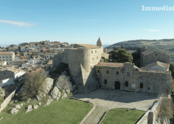 Bovino