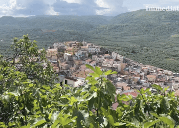 Carpino
