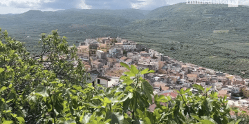 Carpino
