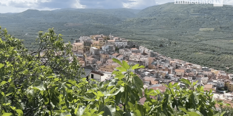 Carpino