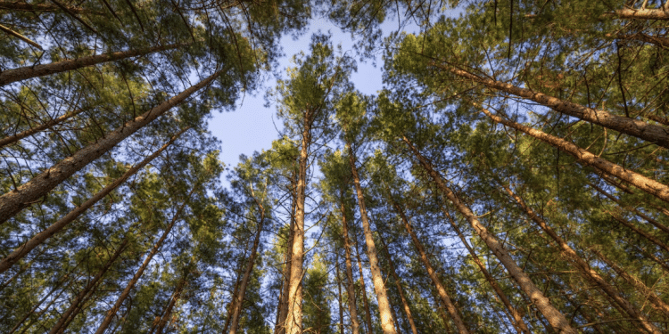 Foresta Umbra