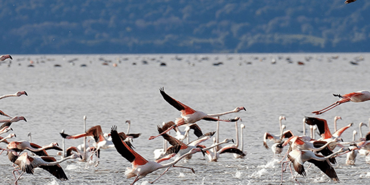 Lago di Varano