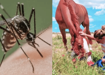 A destra, Lallo il cavallo sportivo deceduto