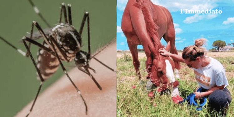 A destra, Lallo il cavallo sportivo deceduto